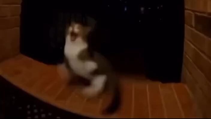 Poor cat  🤣🤣🥲
