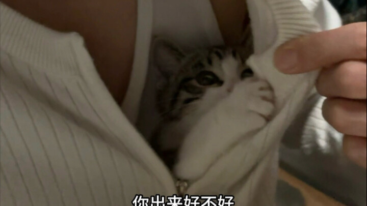 Miệt mài đăng video tập gym, cuối cùng lại là video về mèo con mới nổi đình nổi đám.