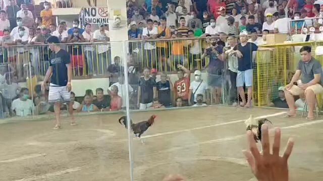 fist time ko maglaban sa malaking sabungan pula sakin jan pinabitaw ko sa utol ko laking tuwa ko kc