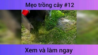 Mẹo trồng cây p12