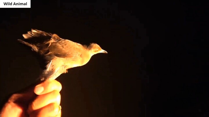 Chụp Chim Ban Đêm _ Hunting Birds at Night _ 12