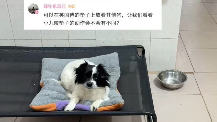 Đổi một NPC khác xem phản ứng của Tiểu Cửu thế nào