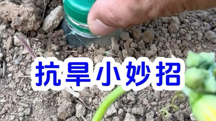 Small Tips for Plant Drought Resistance