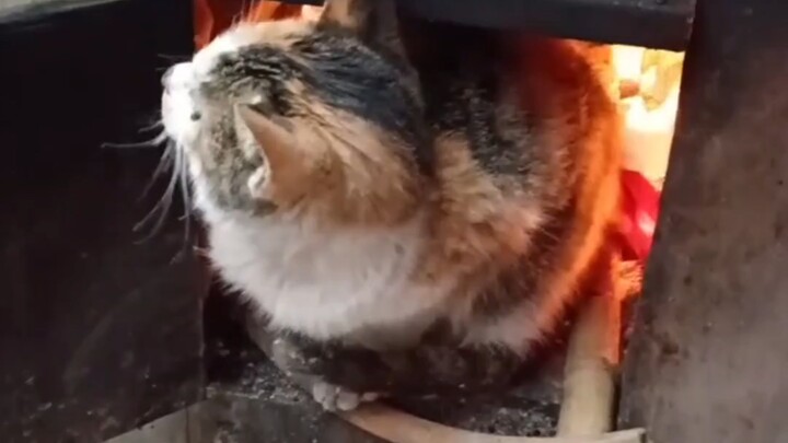 Cat: The fire feels so warm and cozy, and smells so delicious!