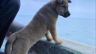 带狗子替太原的钱老板出海捕鱼，今天鱼运是真的可以！