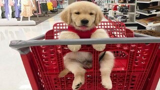 Funniest & Cutest Golden Retriever Puppies 22- Funny Puppy Videos 2020