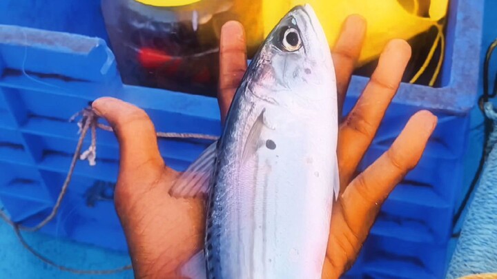 tamilnadu fishing style 🐟🐠💫