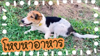 โลกของแสนดี ตอน แสนดีหมาจรจัด