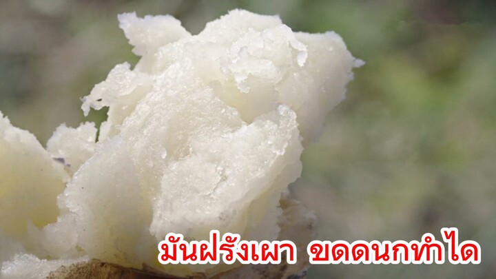 มันฝรั่งเผา ขุดดินก็ทำได้