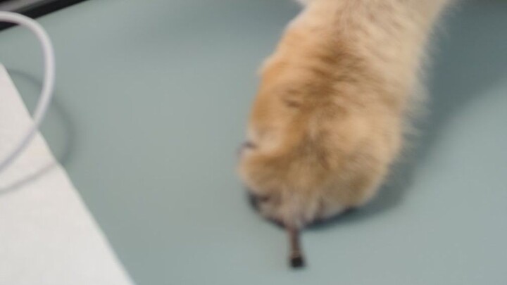 What are kittens' claws used for?