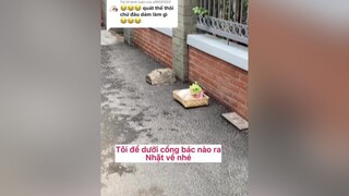 Trả lời  Xin lỗi bạn tôi cho ra đường ở luôn, bác nào qua cổng nhà tôi mà nhặt đi catsoftiktok luomwcat lovecats meow meocute babycat vairal