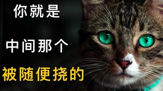 猫为什么上尊老，下爱小，却对中间随便挠？