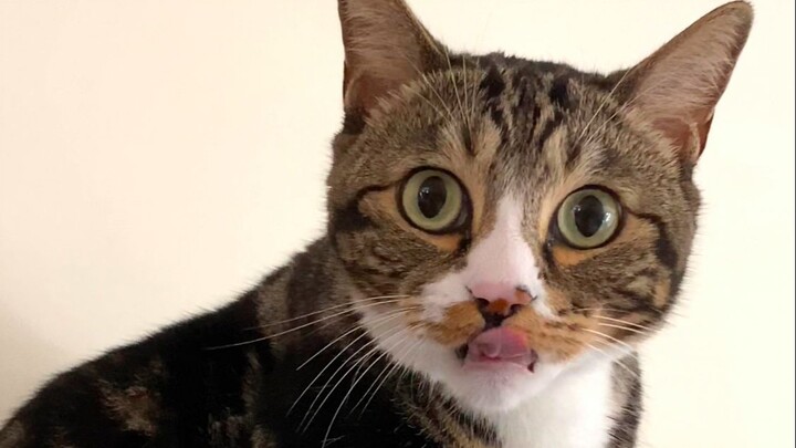 Stop licking already—keep going and I’ll lose track of what I’m saying… [Pee-Pee Is a Cat]