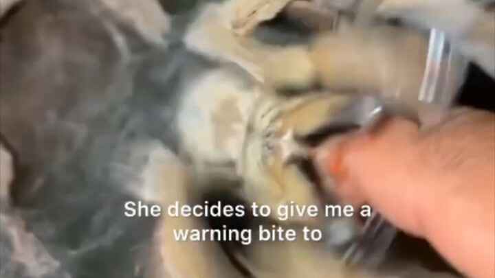 Warning Bite of a Tarantula