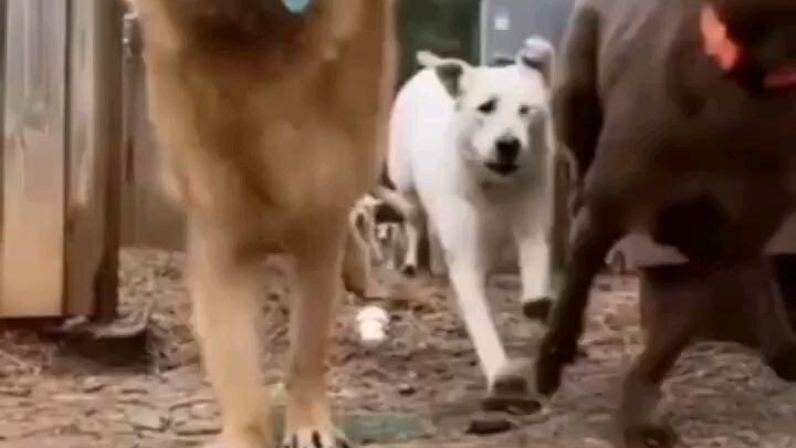 Call the police dog.. Full force monkey