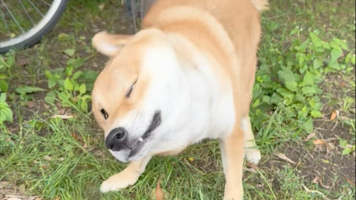 When I tried sweet tofu pudding for the first time!