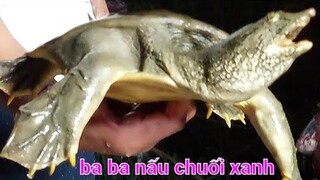 Ba Ba Nấu Chuối Xanh & Cá Sộp Nướng Rất Thơm Ngon | Biển Nguyễn ngọc.