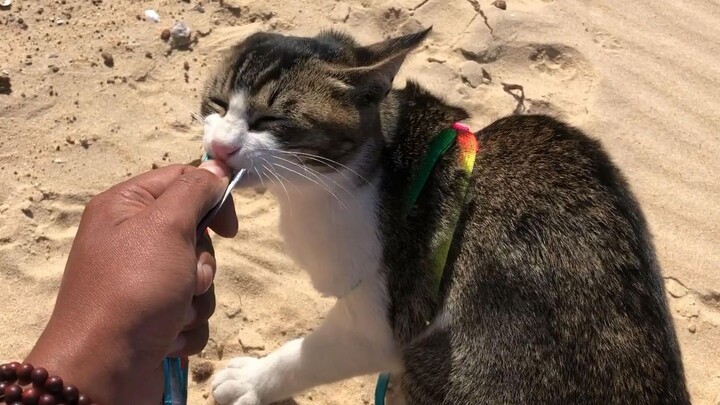 Di tepi pantai, sambil makan selotip kucing, ia melangkah dengan gaya tak kenal siapa pun, *nya