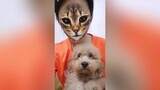 Khi chú chó nhìn thấy chủ nhân của nó biến thành mặt mèo