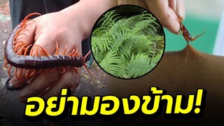 เทคนิคถอนพิษ "ตะขาบ" จากสมุนไพร ทำไม่ยาก ไม่ต้องทนเจ็บอีกต่อไป