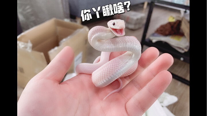 I finally have another little white snake again… (unboxing + well-wishes) Keep it up in December!!