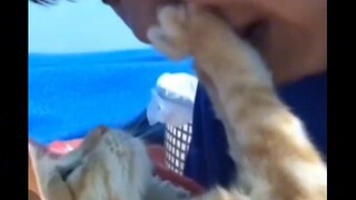 The furry kid's final farewell