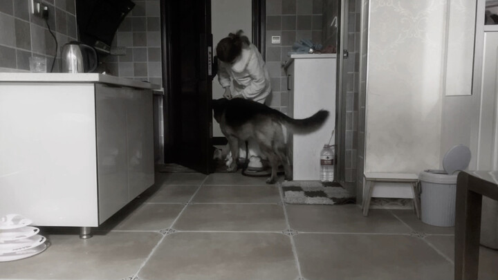 طلب مساعدة! ماذا أفعل إذا سرق حبيبي السابق كلبي؟