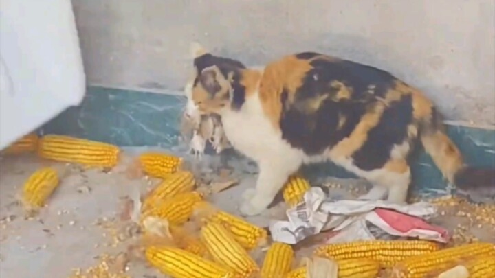 San Hua benar-benar hebat, mulutku hampir enggak muat lagi!