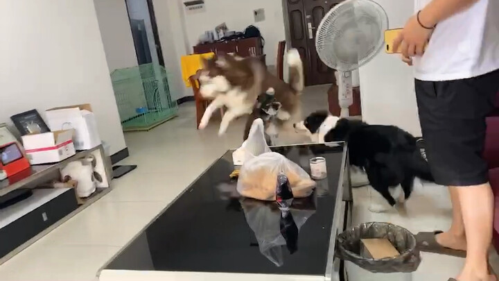 That’s how simple a husky’s happiness is [winking]