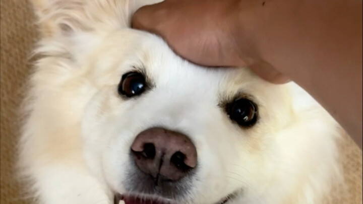 สุนัขส่วนใหญ่จะฟังคำสั่งออกหรือไม่นั้น ขึ้นอยู่กับว่ามันอยากสนใจคุณหรือเปล่าเท่านั้น