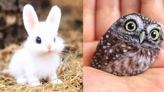 Cute baby animals Videos Compilation cute โมเมนต์ของสัตว์ - Cutest Animals 12