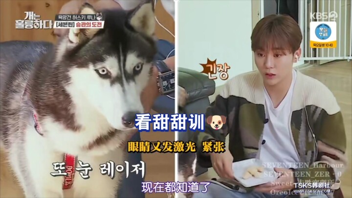 إذا تعرضت البطة الأنثى للمضايقة، فعليها أن تبحث عن أبيها // كوكو حقًا رائعة جدًا