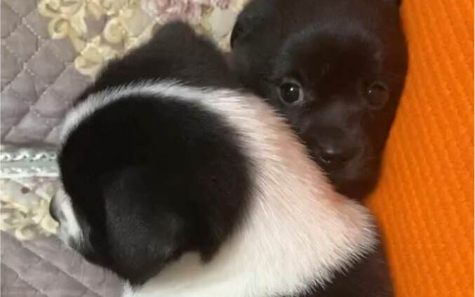 Jangan menindas anak anjing