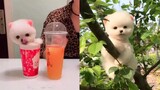 Tik Tok Chó Phốc Sóc Mini - Funny and Cute Dog  Pomeranian😍🐶| #13