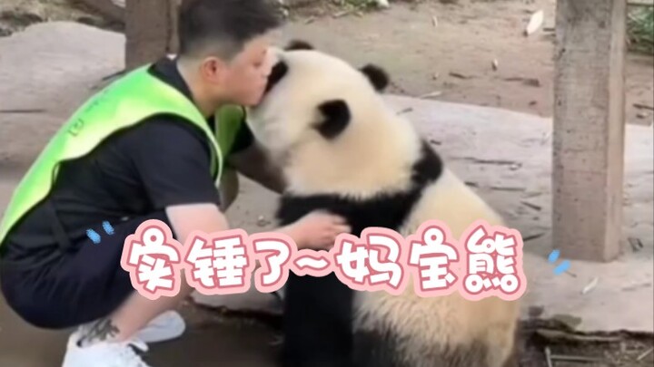 Cả mạng đều biết đến chú gấu “mẹ bao” này rồi… Mong rằng mỗi bé gấu đều sẽ gặp được người thực sự yê