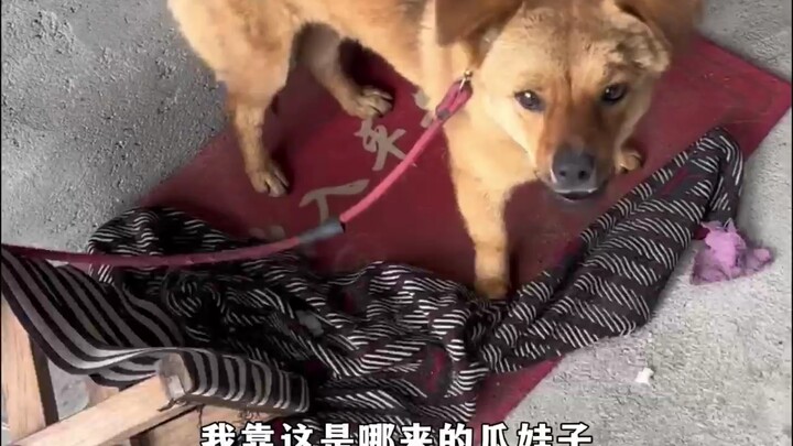 كلاب تنتظر عودة أصحابها الصغار في عطلة العيد الوطني: مشاعر الكلاب الصادقة والعميقة