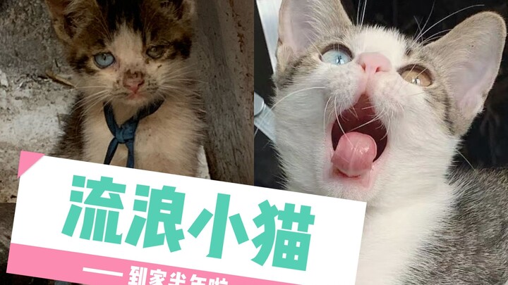 Nhặt được mèo hoang lông vằn cáo mắt lạ bẩn thỉu, sự thay đổi sau nửa năm!