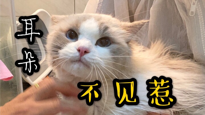 As everyone knows, cats usually don’t like hair dryers, but Ragdolls are an exception—after all, he’