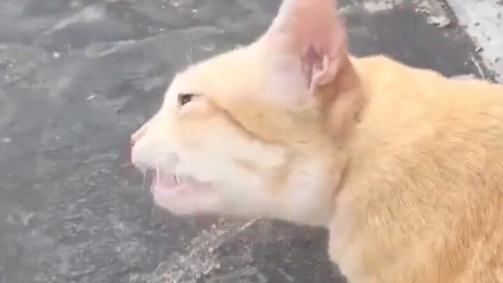 Donald Duck cat?