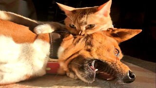 Funny Animal Videos 2022 😂 - Funniest Cats And Dogs Videos 😺😍