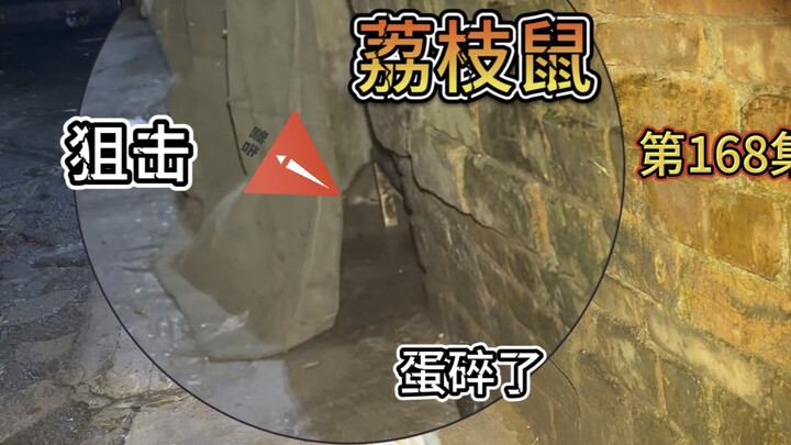 广西小伙竟给老鼠做绝育 ？这下再也不怕泛滥成灾了！