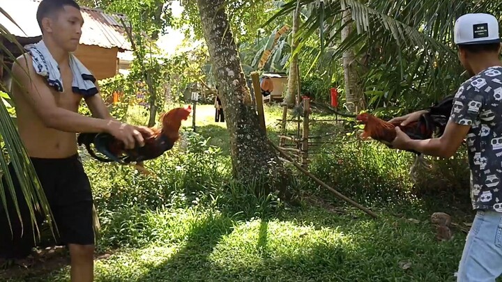 My 2nd Broodcock Melsims Black 💪 ( right side )