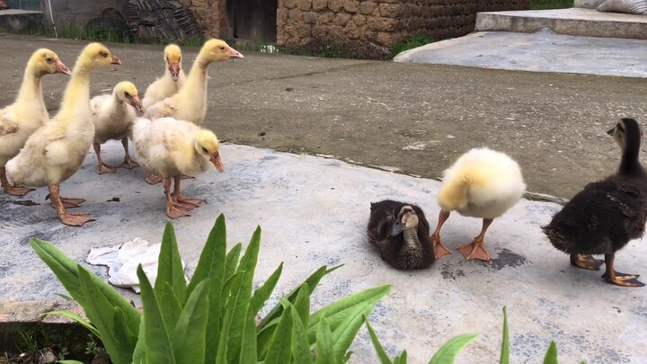 Tetangga sebelah memelihara beberapa ekor angsa, bebek kecil di rumahku baru saja bertemu teman baru