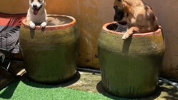 cute animals