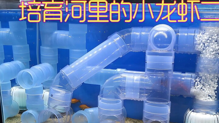 沉浸式养小龙虾2 当你将三只龙虾放一个缸 那么可怕的事发生了