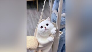 Đôi mắt làm bao người mê mẩn ❤️meomuoi fypシ hoiyeumeo mồnlèo catslove catstagram meocute❤ meocute xuhuong fybシ OutfitGucNga