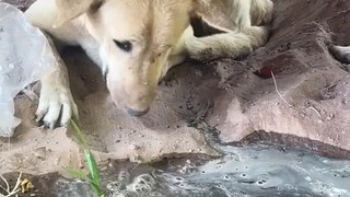 狗子:兵来将挡，水来土掩。至于水去哪儿那就不是我的事情了