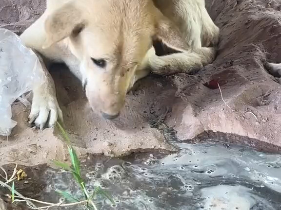 Anjing: Jika musuh datang, aku hadapi dengan pasukan; jika air datang, aku bendung dengan tanah. Soa