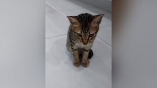 cho con boss hàng xóm lên sóng theo lời yêu cầu mèo cute animal xuhuong cat boss