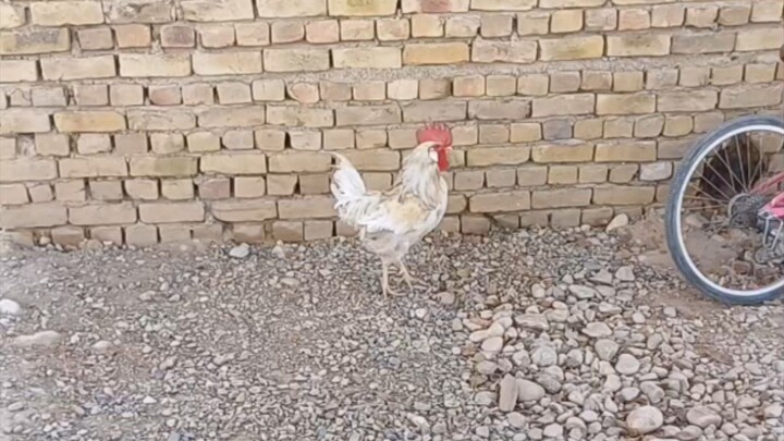 My rooster and chickens